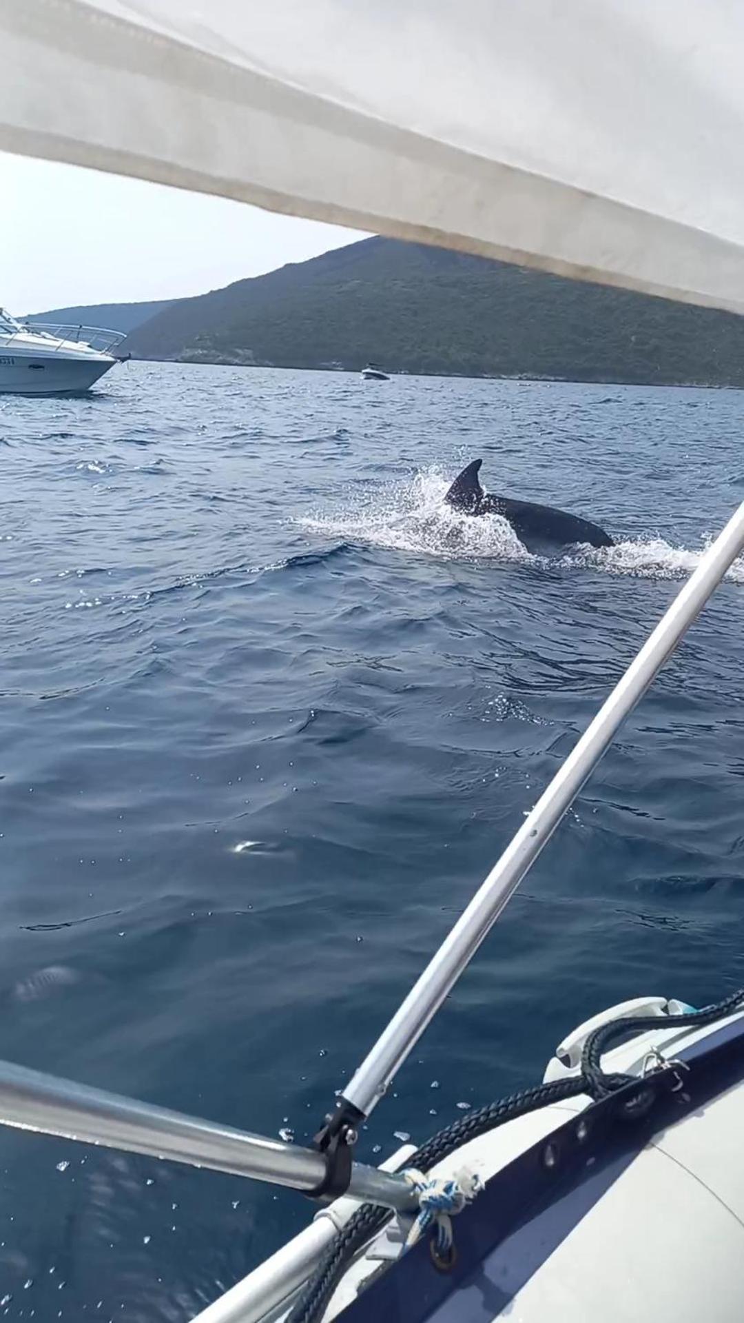 Apartmani Milena Herceg Novi Buitenkant foto